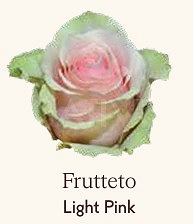 Róża eq frutetto 60/50