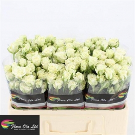 Róża tr snowflake 50/80 flora ola
