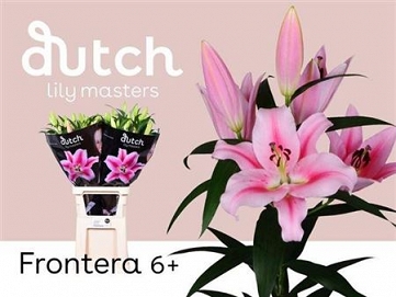 Lilium or frontera 100cm PINK