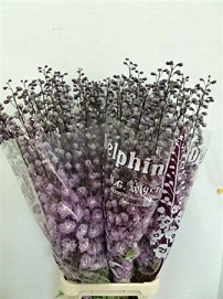 Delphinium du dew flaming 130cm