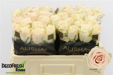 Róża roxanne 50/60 alishia