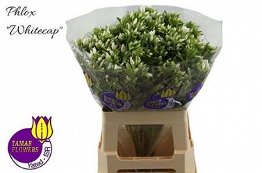 Phlox whitecap 60cm