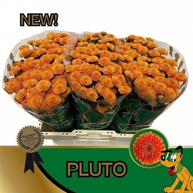 Chryzantema santini pluto