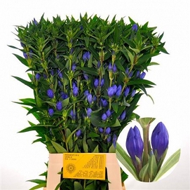 Gentiana blue sky 80cm