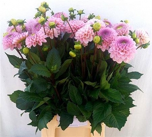 Dahlia ball wizz 55cm