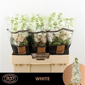 Matthiola aida white 70cm
