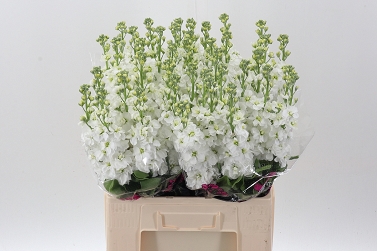Matthiola aida white 70cm