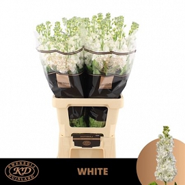 Matthiola aida white 70cm