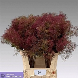 Cotinus mag rred fount 90cm