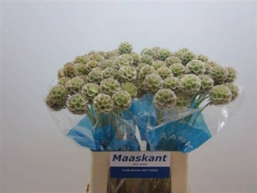 Scabiosa stellata 60cm