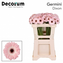 Gerbera mini dixon