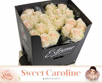 Róża sweet caroline 70/40 brockoof extreme