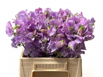 Lathyrus suns laven 40cm