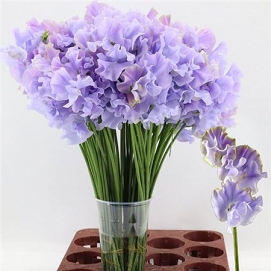 Lathyrus suns laven 40cm
