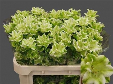 Campanula m evergreen blu 70cm