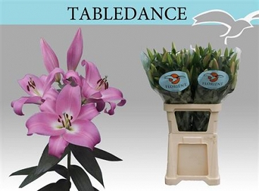 Lilium ot tabledance 100cm