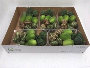 Cucumis mix p.bak 5