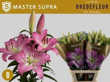 Lilium ot master 100cm