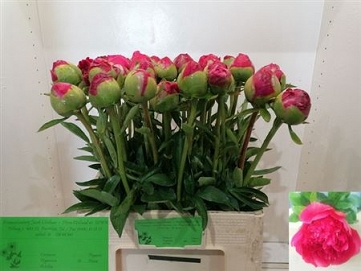 Paeonia com performance 60cm (40)