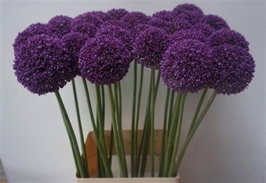 Alium ambassador 100cm