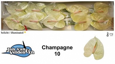 Anthurium champagne 10