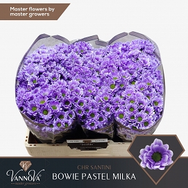 Chryzantema santini bowie pastel milka