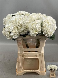 Hydrangea ov white 60cm