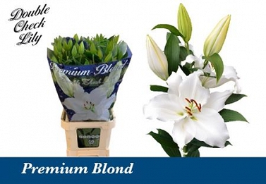 Lilium or premium blond 105cm