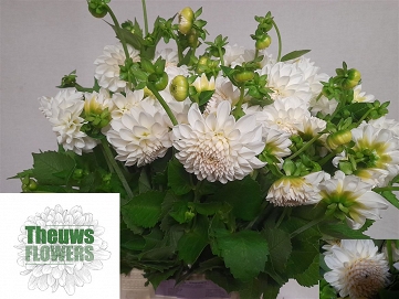 Dahlia ball boom bo white 50cm