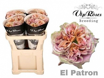 Róża el patron 70/20 vip
