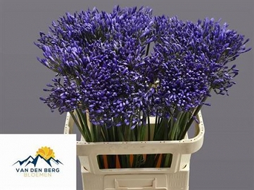 Agapanthus dr brouwer 75cm