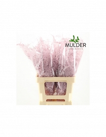 Asparagus ex light pink 65cm