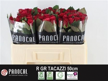 Róża tacazzi 50/60 panocal