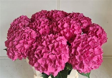 Hydrangea m rodeo red 80cm