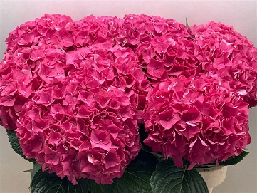 Hydrangea m rodeo red 80cm