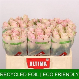 Róża athena pink 50/80 altima