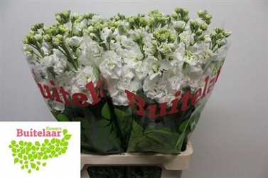 Matthiola iron white 70cm