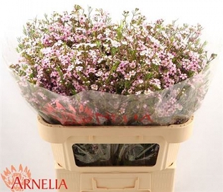 Chamelaucium alouana 70cm