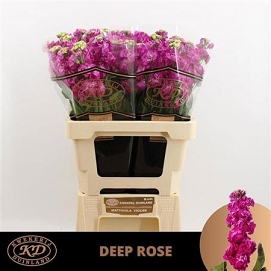 Matthiola stox deep rose 70cm