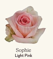 Róża eq sophie 70/50