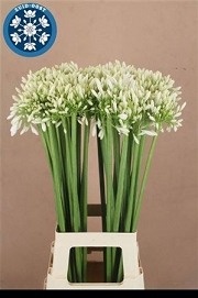Agapanthus praecox 80cm