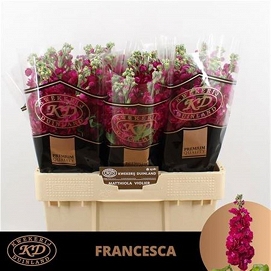 Matthiola francesca 70cm