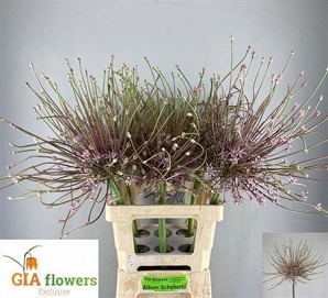Alium schubertii 70cm