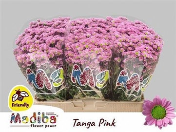 Chryzantema santini madi lind pink