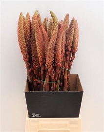 Aloe arb 65cm