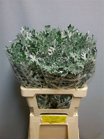 Jacobaea martima 60cm