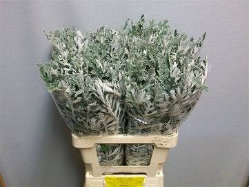 Jacobaea martima 60cm