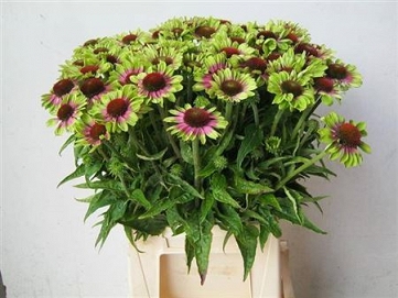 Rudbeckia green jewel 50cm
