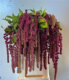 Amaranthus caud rosary 75cm