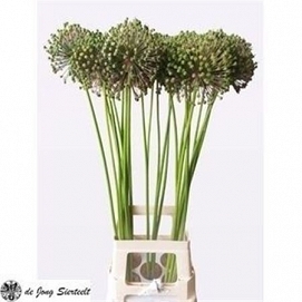 Alium zaadbollen 90cm